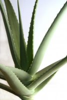 Aloe Vera for Hemorrhoids