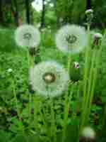 Dandelion