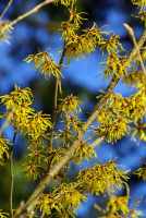 Witch Hazel for Hemorrhoids