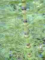 Horsetail